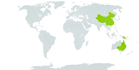 Trichomanes vitiense world distribution map, present in Australia, China, Fiji, Papua New Guinea, Solomon Islands, and Taiwan, Province of China