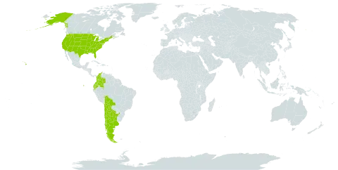 Trifolium amabile var. amabile world distribution map, present in Argentina, American Samoa, Bolivia (Plurinational State of), Chile, Colombia, Ecuador, and United States of America