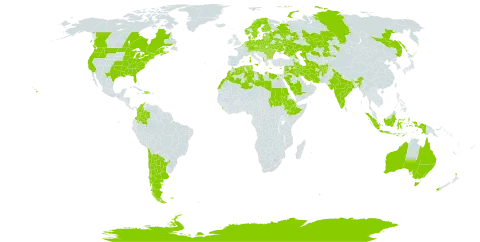 Trifolium arvense world distribution map, present in Afghanistan, Albania, Andorra, Argentina, Armenia, Antarctica, Australia, Austria, Azerbaijan, Belgium, Bulgaria, Belarus, Canada, Switzerland, Chile, Colombia, Cyprus, Czech Republic, Germany, Djibouti, Denmark, Dominican Republic, Algeria, Ecuador, Egypt, Spain, Estonia, Ethiopia, Finland, Falkland Islands (Malvinas), France, United Kingdom of Great Britain and Northern Ireland, Georgia, Greece, Haiti, Hungary, Indonesia, India, Iran (Islamic Republic of), Iraq, Italy, Jordan, Kazakhstan, Lebanon, Libya, Liechtenstein, Sri Lanka, Lithuania, Luxembourg, Latvia, Morocco, Moldova (Republic of), Malta, Netherlands, Norway, New Zealand, Poland, Portugal, Romania, Russian Federation, Saudi Arabia, Sudan, Slovakia, Sweden, Syrian Arab Republic, Turkmenistan, Tunisia, Ukraine, and United States of America