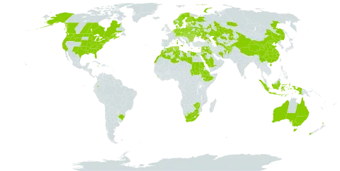 Trifolium campestre world distribution map, present in Afghanistan, Albania, Andorra, Armenia, Australia, Austria, Azerbaijan, Belgium, Bulgaria, Belarus, Brazil, Canada, Switzerland, China, Cyprus, Czech Republic, Germany, Djibouti, Denmark, Algeria, Ecuador, Egypt, Spain, Estonia, Ethiopia, Finland, France, Faroe Islands, United Kingdom of Great Britain and Northern Ireland, Georgia, Gibraltar, Greece, Hungary, Indonesia, India, Iran (Islamic Republic of), Iraq, Israel, Italy, Jamaica, Jordan, Kazakhstan, Lebanon, Libya, Liechtenstein, Sri Lanka, Lithuania, Luxembourg, Latvia, Morocco, Moldova (Republic of), Malta, Netherlands, Norway, New Zealand, Poland, Portugal, Romania, Russian Federation, Saudi Arabia, Sudan, Slovakia, Sweden, Syrian Arab Republic, Tajikistan, Turkmenistan, Tunisia, Ukraine, United States of America, Uzbekistan, South Africa, and Zimbabwe