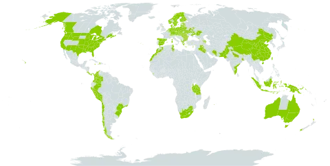 Trifolium dubium world distribution map, present in Albania, Andorra, American Samoa, Australia, Austria, Azerbaijan, Belgium, Bulgaria, Belarus, Brazil, Canada, Switzerland, Chile, China, Colombia, Costa Rica, Cyprus, Czech Republic, Germany, Denmark, Spain, Estonia, Finland, France, United Kingdom of Great Britain and Northern Ireland, Georgia, Greece, Haiti, Hungary, Indonesia, India, Iran (Islamic Republic of), Iraq, Israel, Italy, Jamaica, Liechtenstein, Sri Lanka, Lithuania, Luxembourg, Latvia, Morocco, Netherlands, Norway, New Zealand, Pakistan, Panama, Peru, Papua New Guinea, Poland, Portugal, Réunion, Romania, Russian Federation, Slovakia, Sweden, Tunisia, Taiwan, Province of China, Tanzania, United Republic of, Ukraine, United States of America, and South Africa