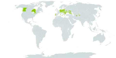 Trifolium fragiferum subsp. bonannii world distribution map, present in Albania, Austria, Azerbaijan, Belgium, Bulgaria, Belarus, Canada, Switzerland, Czech Republic, Germany, Spain, France, Georgia, Greece, Hungary, Italy, Lithuania, Moldova (Republic of), Poland, Portugal, Romania, Russian Federation, Tajikistan, Turkmenistan, Ukraine, and Uzbekistan