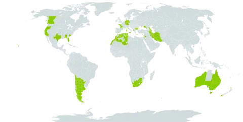 Trifolium glomeratum world distribution map, present in Albania, Andorra, Argentina, Australia, Azerbaijan, Bulgaria, Canada, Chile, Cabo Verde, Cyprus, Germany, Algeria, Spain, France, United Kingdom of Great Britain and Northern Ireland, Georgia, Gibraltar, Greece, Iran (Islamic Republic of), Italy, Jordan, Lebanon, Sri Lanka, Morocco, New Zealand, Portugal, Russian Federation, Tunisia, United States of America, and South Africa