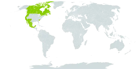 Trifolium gracilentum world distribution map, present in Canada, Mexico, and United States of America