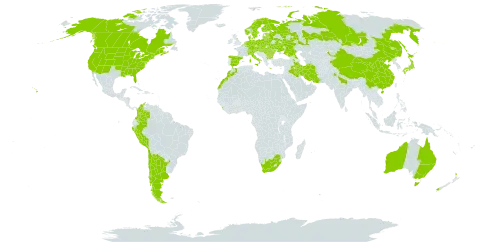 Trifolium hybridum world distribution map, present in Andorra, Argentina, Armenia, American Samoa, Australia, Austria, Azerbaijan, Belgium, Bulgaria, Belarus, Canada, Switzerland, Chile, China, Colombia, Czech Republic, Germany, Denmark, Ecuador, Spain, Estonia, Finland, France, United Kingdom of Great Britain and Northern Ireland, Georgia, Greece, Hungary, India, Iran (Islamic Republic of), Iraq, Italy, Japan, Kazakhstan, Liechtenstein, Sri Lanka, Lithuania, Luxembourg, Latvia, Morocco, Moldova (Republic of), Netherlands, Norway, New Zealand, Peru, Poland, Romania, Russian Federation, Slovakia, Sweden, Tajikistan, Ukraine, United States of America, and South Africa