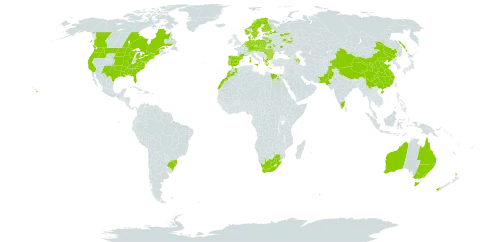 Trifolium incarnatum world distribution map, present in Albania, Andorra, Australia, Austria, Azerbaijan, Belgium, Bulgaria, Belarus, Brazil, Canada, Switzerland, China, Czech Republic, Germany, Denmark, Egypt, Spain, Estonia, Finland, France, Georgia, Greece, Hungary, India, Italy, Liechtenstein, Lithuania, Luxembourg, Morocco, Moldova (Republic of), Netherlands, Norway, New Zealand, Pakistan, Poland, Portugal, Romania, Russian Federation, Slovakia, Sweden, Ukraine, United States of America, and South Africa