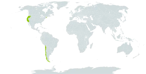 Trifolium macraei world distribution map, present in Chile and United States of America