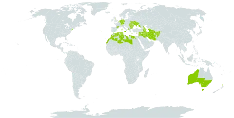 Trifolium scabrum world distribution map, present in Afghanistan, Albania, Armenia, Australia, Azerbaijan, Belgium, Bulgaria, Switzerland, Cyprus, Germany, Algeria, Egypt, Spain, France, United Kingdom of Great Britain and Northern Ireland, Georgia, Greece, Iran (Islamic Republic of), Iraq, Italy, Jordan, Lebanon, Libya, Morocco, Malta, Netherlands, New Zealand, Portugal, Romania, Russian Federation, Syrian Arab Republic, Turkmenistan, Tunisia, Ukraine, and United States of America