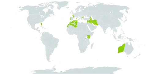 Trifolium spumosum world distribution map, present in Armenia, Australia, Azerbaijan, Burundi, Bulgaria, Cyprus, Algeria, Spain, France, Greece, Iran (Islamic Republic of), Iraq, Italy, Jordan, Kenya, Lebanon, Morocco, Malta, Portugal, Russian Federation, Syrian Arab Republic, Tunisia, and United States of America