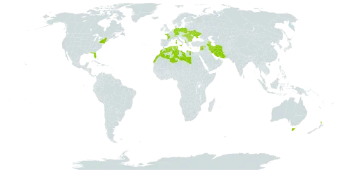 Trifolium squamosum world distribution map, present in Albania, Australia, Azerbaijan, Bulgaria, Switzerland, Germany, Algeria, Spain, France, Greece, Hungary, Iran (Islamic Republic of), Italy, Lebanon, Libya, Morocco, Malta, New Zealand, Poland, Portugal, Romania, Syrian Arab Republic, Tunisia, Ukraine, and United States of America