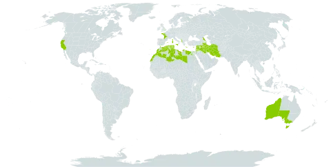 Trifolium stellatum world distribution map, present in Albania, Australia, Cyprus, Algeria, Egypt, Spain, France, Greece, Iran (Islamic Republic of), Iraq, Israel, Italy, Jordan, Lebanon, Libya, Morocco, Malta, Portugal, Russian Federation, Syrian Arab Republic, Tunisia, and United States of America