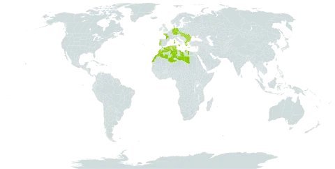 Trifolium strictum world distribution map, present in Bulgaria, Czech Republic, Germany, Algeria, France, Greece, Hungary, Italy, Libya, Morocco, Portugal, Romania, Slovakia, and Tunisia