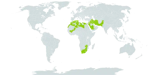 Trigonella anguina world distribution map, present in Bahrain, Algeria, Egypt, Spain, Iran (Islamic Republic of), Iraq, Jordan, Kuwait, Libya, Sri Lanka, Morocco, Mali, Pakistan, Qatar, Saudi Arabia, Tunisia, South Africa, and Zimbabwe