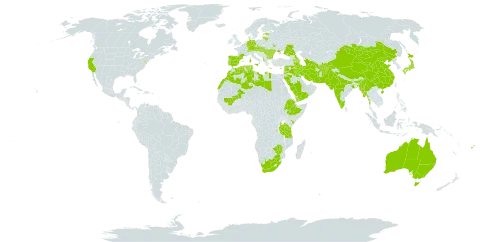 Trigonella foenum-graecum world distribution map, present in Afghanistan, Albania, Armenia, Australia, Austria, Azerbaijan, Belgium, Bulgaria, Switzerland, China, Cyprus, Czech Republic, Germany, Algeria, Spain, Estonia, Ethiopia, Fiji, France, Greece, Hungary, India, Iran (Islamic Republic of), Iraq, Israel, Italy, Jordan, Japan, Kenya, Kuwait, Lebanon, Libya, Lithuania, Morocco, Moldova (Republic of), Mali, Malta, Myanmar, Mongolia, Nepal, Pakistan, Portugal, Romania, Russian Federation, Saudi Arabia, Slovakia, Syrian Arab Republic, Tajikistan, Turkmenistan, Tunisia, Tanzania, United Republic of, Ukraine, United States of America, Uzbekistan, Yemen, South Africa, and Zimbabwe