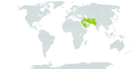 Trigonella glabra subsp. uncata world distribution map, present in Afghanistan, United Arab Emirates, India, Iran (Islamic Republic of), Iraq, Jordan, Lebanon, Pakistan, and Saudi Arabia