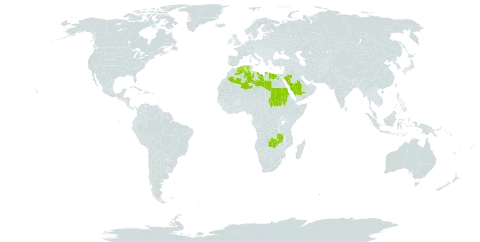 Trigonella laciniata world distribution map, present in Algeria, Egypt, Libya, Saudi Arabia, Sudan, and Zambia