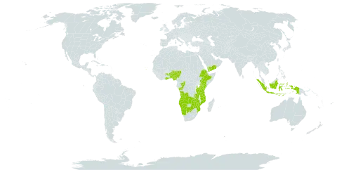 Trigonochloa uniflora world distribution map, present in Angola, Benin, Botswana, Congo, Cabo Verde, Ethiopia, Ghana, Indonesia, Kenya, Mozambique, Namibia, Nigeria, Tanzania, United Republic of, Uganda, Yemen, Zambia, and Zimbabwe