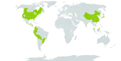 Triodanis perfoliata world distribution map, present in Åland Islands, Bolivia (Plurinational State of), Brazil, Canada, China, Colombia, Dominica, Ecuador, Micronesia (Federated States of), Georgia, Guatemala, Jamaica, Japan, Malaysia, Nicaragua, Peru, Korea (Democratic People's Republic of), Paraguay, Taiwan, Province of China, Uruguay, and United States of America