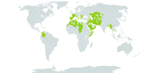 Tripidium ravennae world distribution map, present in Afghanistan, Albania, Bangladesh, Bulgaria, Colombia, Cyprus, Algeria, Spain, France, Micronesia (Federated States of), Georgia, Greece, Iran (Islamic Republic of), Iraq, Italy, Jamaica, Kazakhstan, Kyrgyzstan, Libya, Morocco, Myanmar, Nepal, Oman, Pakistan, Palau, Romania, Saudi Arabia, Somalia, Turks and Caicos Islands, Chad, Turkmenistan, Tunisia, Uzbekistan, and Yemen