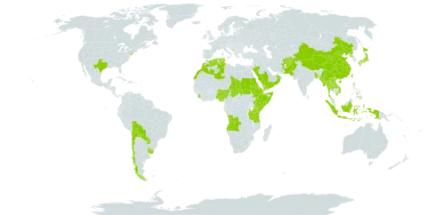 Tripogon world distribution map, present in Afghanistan, Angola, Bangladesh, Bolivia (Plurinational State of), Chile, China, Djibouti, Algeria, Eritrea, Ethiopia, Indonesia, Japan, Kenya, Lao People's Democratic Republic, Morocco, Myanmar, Montenegro, Nigeria, Nepal, Oman, Pakistan, Philippines, Korea (Democratic People's Republic of), Paraguay, Saudi Arabia, Sudan, Sierra Leone, Somalia, Chad, Thailand, Tunisia, Taiwan, Province of China, Tanzania, United Republic of, Uganda, Uruguay, United States of America, Viet Nam, and Yemen