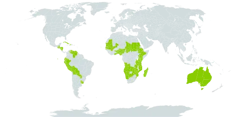 Tripogonella world distribution map, present in Angola, Australia, Benin, Bolivia (Plurinational State of), Botswana, Cabo Verde, Cuba, Dominica, Ecuador, Ethiopia, Ghana, Guatemala, Honduras, Haiti, Kenya, Madagascar, Mali, Mozambique, Mauritania, Namibia, Nigeria, Nicaragua, Peru, Paraguay, Sudan, Senegal, eSwatini, Chad, Togo, Tanzania, United Republic of, Uruguay, Venezuela (Bolivarian Republic of), Zambia, and Zimbabwe