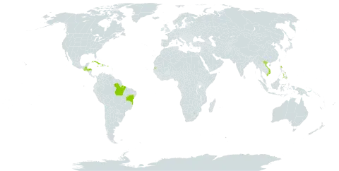 Tripsacum laxum world distribution map, present in Andorra, Brazil, Cuba, Dominica, Guatemala, Honduras, Haiti, Jamaica, Philippines, Puerto Rico, Seychelles, and Viet Nam