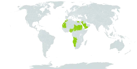 Triraphis pumilio world distribution map, present in Angola, Egypt, Morocco, Mauritania, Namibia, Nigeria, Saudi Arabia, Sudan, Chad, and Yemen