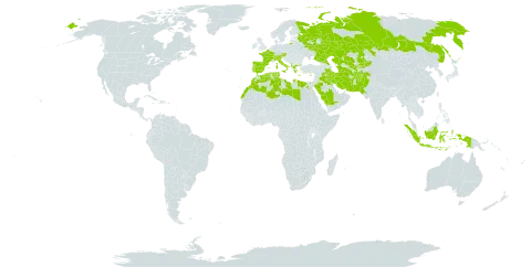 Trisetaria world distribution map, present in Afghanistan, Albania, Austria, Switzerland, Cyprus, Algeria, Egypt, Spain, France, Greece, Indonesia, Iran (Islamic Republic of), Iraq, Italy, Kazakhstan, Kyrgyzstan, Kuwait, Libya, Morocco, Pakistan, Palau, Portugal, Russian Federation, Saudi Arabia, Singapore, Turks and Caicos Islands, Turkmenistan, Tunisia, and Uzbekistan