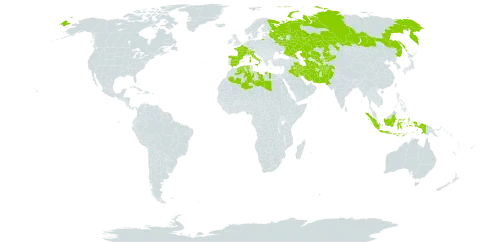 Trisetaria loeflingiana world distribution map, present in Afghanistan, Switzerland, Algeria, Spain, France, Indonesia, Iran (Islamic Republic of), Iraq, Italy, Kazakhstan, Kyrgyzstan, Libya, Pakistan, Russian Federation, Turks and Caicos Islands, Turkmenistan, and Uzbekistan