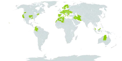 Trisetum flavescens world distribution map, present in Albania, Australia, Austria, Bulgaria, Belarus, Switzerland, Colombia, Czech Republic, Germany, Algeria, Spain, Finland, France, Greece, Hungary, Ireland, Iran (Islamic Republic of), Iraq, Italy, Morocco, Malaysia, Netherlands, Norway, Nepal, Poland, Portugal, Romania, Sweden, Turks and Caicos Islands, Turkmenistan, Tunisia, Ukraine, and United States of America