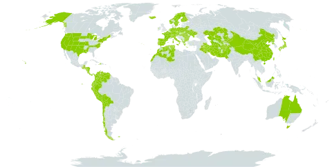 Trisetum world distribution map, present in Afghanistan, Albania, Australia, Austria, Bulgaria, Belarus, Bolivia (Plurinational State of), Switzerland, Chile, China, Colombia, Costa Rica, Czech Republic, Germany, Dominica, Algeria, Ecuador, Spain, Finland, Falkland Islands (Malvinas), France, Micronesia (Federated States of), Greece, Guatemala, Honduras, Haiti, Hungary, Ireland, Iran (Islamic Republic of), Iraq, Iceland, Italy, Japan, Kazakhstan, Kyrgyzstan, Morocco, Montenegro, Malaysia, Nicaragua, Netherlands, Norway, Nepal, Pakistan, Panama, Peru, Poland, Korea (Democratic People's Republic of), Portugal, Romania, Svalbard and Jan Mayen, Sweden, Turks and Caicos Islands, Turkmenistan, Tunisia, Taiwan, Province of China, Ukraine, United States of America, Uzbekistan, and Venezuela (Bolivarian Republic of)