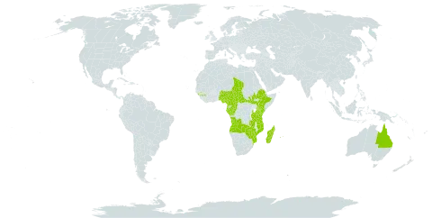 Tristemma mauritianum world distribution map, present in Angola, Australia, Burkina Faso, Central African Republic, Cameroon, Congo, Comoros, Ethiopia, Gabon, Guinea, Equatorial Guinea, Kenya, Madagascar, Mozambique, Mauritius, Nigeria, Réunion, South Sudan, Chad, Tanzania, United Republic of, Zambia, and Zimbabwe