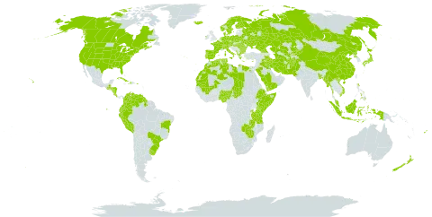 Triticum aestivum world distribution map, present in Afghanistan, Åland Islands, Albania, Australia, Austria, Bangladesh, Bulgaria, Belarus, Brazil, Canada, Switzerland, China, Colombia, Costa Rica, Cuba, Cyprus, Czech Republic, Germany, Dominica, Denmark, Algeria, Ecuador, Egypt, Spain, Ethiopia, Finland, Fiji, France, Micronesia (Federated States of), Georgia, Greece, Guatemala, Guyana, Honduras, Haiti, Hungary, Indonesia, Ireland, Iran (Islamic Republic of), Iraq, Iceland, Italy, Japan, Kazakhstan, Kenya, Kyrgyzstan, Kuwait, Libya, Morocco, Mali, Myanmar, Montenegro, Mauritania, Malaysia, Nigeria, Nicaragua, Netherlands, Norway, Nepal, New Zealand, Pakistan, Peru, Philippines, Palau, Poland, Puerto Rico, Korea (Democratic People's Republic of), Portugal, Romania, Russian Federation, Rwanda, Saudi Arabia, Singapore, Somalia, Sweden, Turks and Caicos Islands, Chad, Turkmenistan, Tunisia, Tanzania, United Republic of, Uganda, Ukraine, Uruguay, United States of America, Uzbekistan, Venezuela (Bolivarian Republic of), Viet Nam, Yemen, Zambia, and Zimbabwe