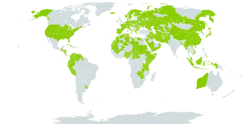 Triticum world distribution map, present in Afghanistan, Åland Islands, Albania, Australia, Austria, Bangladesh, Bulgaria, Belarus, Central African Republic, Switzerland, China, Colombia, Costa Rica, Cuba, Cyprus, Czech Republic, Germany, Dominica, Denmark, Algeria, Ecuador, Egypt, Spain, Ethiopia, Finland, Fiji, France, Micronesia (Federated States of), Georgia, Greece, Guatemala, Guyana, Honduras, Haiti, Hungary, Indonesia, Ireland, Iran (Islamic Republic of), Iraq, Iceland, Italy, Japan, Kazakhstan, Kenya, Kyrgyzstan, Kuwait, Libya, Morocco, Mali, Myanmar, Montenegro, Mauritania, Malaysia, Nigeria, Nicaragua, Netherlands, Norway, Nepal, Oman, Pakistan, Peru, Philippines, Palau, Poland, Puerto Rico, Korea (Democratic People's Republic of), Portugal, Romania, Russian Federation, Rwanda, Saudi Arabia, Sudan, Singapore, Somalia, Sweden, Turks and Caicos Islands, Chad, Turkmenistan, Tunisia, Tanzania, United Republic of, Uganda, Ukraine, Uruguay, United States of America, Uzbekistan, Venezuela (Bolivarian Republic of), Viet Nam, Yemen, Zambia, and Zimbabwe