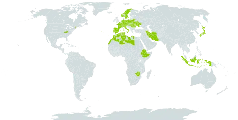 Triticum spelta world distribution map, present in Austria, Belarus, Switzerland, Cyprus, Czech Republic, Germany, Algeria, Spain, Ethiopia, France, Hungary, Indonesia, Iran (Islamic Republic of), Italy, Japan, Libya, Morocco, Netherlands, Norway, Palau, Poland, Portugal, Romania, Sweden, Tunisia, Ukraine, United States of America, and Zimbabwe