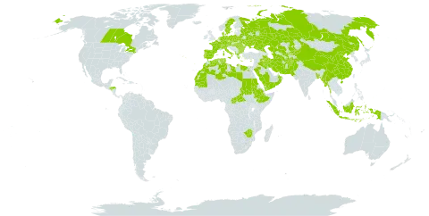 Triticum turgidum world distribution map, present in Afghanistan, Albania, Austria, Bangladesh, Bulgaria, Belarus, Central African Republic, Canada, Switzerland, China, Cyprus, Czech Republic, Germany, Denmark, Algeria, Egypt, Spain, Ethiopia, France, Greece, Honduras, Hungary, Indonesia, Iran (Islamic Republic of), Iraq, Italy, Kazakhstan, Kyrgyzstan, Libya, Morocco, Myanmar, Mauritania, Netherlands, Oman, Pakistan, Palau, Poland, Portugal, Romania, Russian Federation, Saudi Arabia, Sudan, Sweden, Turks and Caicos Islands, Turkmenistan, Tunisia, Ukraine, United States of America, Uzbekistan, Yemen, and Zimbabwe