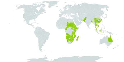 Triumfetta annua world distribution map, present in Angola, Australia, Burundi, Bangladesh, Bhutan, Botswana, China, Cameroon, Eritrea, Ethiopia, Indonesia, Kenya, Madagascar, Mozambique, Malawi, Malaysia, Namibia, Nepal, Pakistan, Philippines, Rwanda, Sudan, South Sudan, eSwatini, Chad, Thailand, Tanzania, United Republic of, Uganda, Viet Nam, South Africa, Zambia, and Zimbabwe