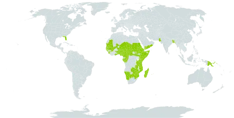 Triumfetta pentandra world distribution map, present in Benin, Burkina Faso, Bangladesh, Botswana, Central African Republic, Cameroon, Congo, Eritrea, Ethiopia, Gabon, Ghana, Guinea, Guinea-Bissau, Kenya, Sri Lanka, Madagascar, Mali, Mozambique, Mauritania, Mauritius, Malawi, Mayotte, Namibia, Niger, Nigeria, Oman, Pakistan, Papua New Guinea, Réunion, Sudan, Senegal, Sierra Leone, Somalia, South Sudan, Chad, Togo, Tanzania, United Republic of, Uganda, United States of America, Yemen, South Africa, Zambia, and Zimbabwe