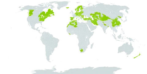 Tussilago farfara world distribution map, present in Afghanistan, Albania, Andorra, Armenia, American Samoa, Austria, Azerbaijan, Belgium, Bulgaria, Bosnia and Herzegovina, Belarus, Canada, Switzerland, China, Czech Republic, Germany, Denmark, Algeria, Spain, Estonia, Finland, France, United Kingdom of Great Britain and Northern Ireland, Georgia, Greece, Croatia, Hungary, India, Iran (Islamic Republic of), Iceland, Italy, Kazakhstan, Kyrgyzstan, Lebanon, Liberia, Liechtenstein, Lithuania, Luxembourg, Latvia, Morocco, Moldova (Republic of), North Macedonia, Montenegro, Netherlands, Norway, Nepal, New Zealand, Pakistan, Poland, Romania, Russian Federation, Saint Pierre and Miquelon, Serbia, Slovakia, Slovenia, Sweden, Tajikistan, Turkmenistan, Turkey, Ukraine, United States of America, Uzbekistan, and South Africa