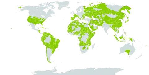 Typha domingensis world distribution map, present in Afghanistan, Angola, Åland Islands, Albania, Andorra, Australia, Benin, Burkina Faso, Bangladesh, Bulgaria, Bahamas, Belize, Bermuda, Bolivia (Plurinational State of), Brazil, Botswana, Central African Republic, Switzerland, Chile, China, Congo, Colombia, Costa Rica, Cuba, Cayman Islands, Cyprus, Djibouti, Dominica, Algeria, Ecuador, Egypt, Eritrea, Spain, Ethiopia, Fiji, France, Gabon, Georgia, Ghana, Guinea, Gambia, Guinea-Bissau, Greece, Guyana, Honduras, Haiti, Indonesia, Iran (Islamic Republic of), Iraq, Italy, Jamaica, Japan, Kazakhstan, Kenya, Kyrgyzstan, Libya, Morocco, Mali, Myanmar, Montenegro, Mozambique, Mauritania, Mauritius, Norfolk Island, Nigeria, Nicaragua, Nepal, Oman, Pakistan, Peru, Philippines, Palau, Puerto Rico, Korea (Democratic People's Republic of), Portugal, Paraguay, Réunion, Romania, Russian Federation, Rwanda, Saudi Arabia, Sudan, Senegal, Singapore, Somalia, Suriname, Seychelles, Turks and Caicos Islands, Chad, Togo, Thailand, Tunisia, Taiwan, Province of China, Tanzania, United Republic of, Uganda, Ukraine, Uruguay, United States of America, Uzbekistan, Venezuela (Bolivarian Republic of), Viet Nam, Yemen, and Zambia