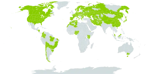 Typha latifolia world distribution map, present in Afghanistan, Åland Islands, Albania, Australia, Austria, Bulgaria, Belarus, Bolivia (Plurinational State of), Brazil, Canada, Switzerland, Chile, China, Colombia, Czech Republic, Germany, Djibouti, Denmark, Algeria, Spain, Finland, France, Micronesia (Federated States of), Georgia, Greece, Honduras, Hungary, Ireland, Iran (Islamic Republic of), Italy, Japan, Kazakhstan, Kenya, Kyrgyzstan, Morocco, Malaysia, Nigeria, Nicaragua, Netherlands, Norway, Pakistan, Palau, Poland, Korea (Democratic People's Republic of), Portugal, Paraguay, Romania, Russian Federation, Rwanda, Sweden, Turks and Caicos Islands, Turkmenistan, Tunisia, Uganda, Ukraine, United States of America, and Uzbekistan