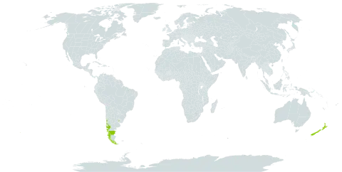 Ugni molinae world distribution map, present in Argentina, Chile, New Zealand, and Uruguay