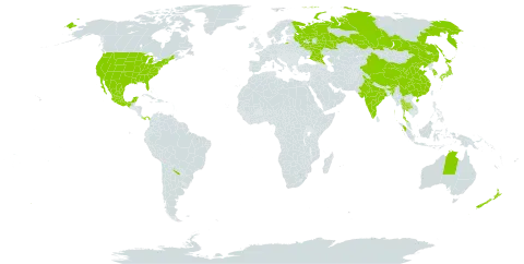 Ulmus world distribution map, present in Argentina, Australia, China, Indonesia, India, Japan, Korea (Republic of), Mexico, New Zealand, Panama, Russian Federation, Thailand, Uruguay, and United States of America