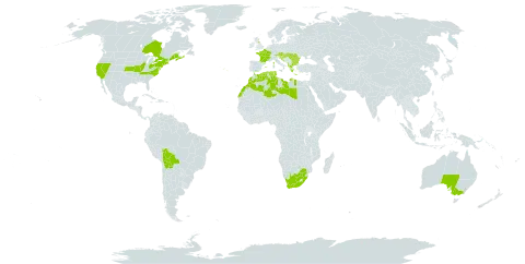 Ulmus minor world distribution map, present in Albania, Australia, Austria, Bulgaria, Bolivia (Plurinational State of), Canada, Algeria, Spain, France, United Kingdom of Great Britain and Northern Ireland, Greece, Croatia, Hungary, Libya, Morocco, North Macedonia, Portugal, Romania, Serbia, Slovenia, Tunisia, United States of America, and South Africa