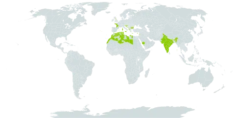 Umbilicus rupestris world distribution map, present in Albania, Bulgaria, Bosnia and Herzegovina, Cyprus, Algeria, Spain, France, United Kingdom of Great Britain and Northern Ireland, Gibraltar, Greece, Croatia, India, Italy, Lebanon, Libya, Morocco, Portugal, Saudi Arabia, Slovenia, and Tunisia