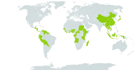 Uncaria world distribution map, present in Angola, Andorra, Bangladesh, Belize, Bolivia (Plurinational State of), Central African Republic, China, Congo, Comoros, Costa Rica, Ecuador, Ethiopia, Gabon, Ghana, Guinea, Guinea-Bissau, Guatemala, Guyana, Honduras, Indonesia, Japan, Kenya, Lao People's Democratic Republic, Liberia, Moldova (Republic of), Madagascar, Myanmar, Nigeria, Nicaragua, Nepal, Panama, Peru, Philippines, Paraguay, Sudan, Senegal, Solomon Islands, Sierra Leone, Suriname, Togo, Thailand, Taiwan, Province of China, Tanzania, United Republic of, Uganda, United States of America, Venezuela (Bolivarian Republic of), Viet Nam, and Vanuatu