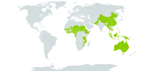 Uraria picta world distribution map, present in Angola, Australia, Benin, Burkina Faso, Bangladesh, Bhutan, China, Côte d'Ivoire, Cameroon, Ethiopia, Gabon, Ghana, Guinea-Bissau, Indonesia, India, Cambodia, Liberia, Sri Lanka, Mali, Myanmar, Mozambique, Mauritius, Malawi, Malaysia, Niger, Nigeria, Nepal, Pakistan, Philippines, Papua New Guinea, Rwanda, Sudan, Senegal, Sierra Leone, Chad, Togo, Thailand, Taiwan, Province of China, Tanzania, United Republic of, Uganda, and Viet Nam