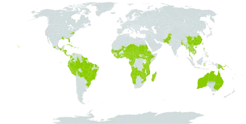 Urena lobata world distribution map, present in Angola, American Samoa, Antigua and Barbuda, Australia, Burundi, Benin, Bonaire, Sint Eustatius and Saba, Burkina Faso, Bangladesh, Bahamas, Belize, Bolivia (Plurinational State of), Brazil, Barbados, Bhutan, Central African Republic, China, Côte d'Ivoire, Cameroon, Congo, Cook Islands, Colombia, Costa Rica, Cuba, Dominica, Ecuador, Ethiopia, Fiji, Micronesia (Federated States of), Gabon, Ghana, Guinea, Guadeloupe, Gambia, Guinea-Bissau, Equatorial Guinea, French Guiana, Guyana, Honduras, Indonesia, India, Jamaica, Japan, Kenya, Cambodia, Lao People's Democratic Republic, Liberia, Saint Lucia, Sri Lanka, Madagascar, Mexico, Mali, Myanmar, Mozambique, Montserrat, Martinique, Malawi, Namibia, Niger, Nigeria, Nicaragua, Niue, Nepal, Pakistan, Panama, Peru, Philippines, Papua New Guinea, Puerto Rico, Paraguay, Rwanda, Sudan, Senegal, Sierra Leone, South Sudan, Sao Tome and Principe, Suriname, Seychelles, Chad, Togo, Thailand, Tonga, Trinidad and Tobago, Taiwan, Province of China, Tanzania, United Republic of, Uganda, United States of America, Saint Vincent and the Grenadines, Venezuela (Bolivarian Republic of), Viet Nam, Samoa, South Africa, Zambia, and Zimbabwe