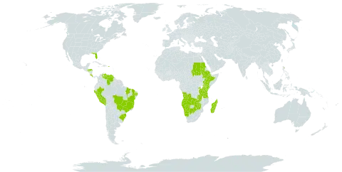 Urochloa arrecta world distribution map, present in Angola, Burkina Faso, Brazil, Botswana, Costa Rica, Ethiopia, Honduras, Kenya, Madagascar, Namibia, Peru, Puerto Rico, Rwanda, Sudan, Tanzania, United Republic of, Uganda, United States of America, Venezuela (Bolivarian Republic of), Zambia, and Zimbabwe