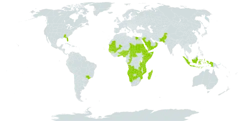 Urochloa deflexa world distribution map, present in Angola, Åland Islands, Benin, Brazil, Botswana, Central African Republic, Congo, Cabo Verde, Djibouti, Egypt, Eritrea, Ethiopia, Ghana, Guinea, Gambia, Guinea-Bissau, Indonesia, Kenya, Madagascar, Mali, Mozambique, Mauritania, Namibia, Nigeria, Oman, Pakistan, Saudi Arabia, Sudan, Senegal, Somalia, eSwatini, Chad, Togo, Tanzania, United Republic of, Uganda, United States of America, Yemen, Zambia, and Zimbabwe